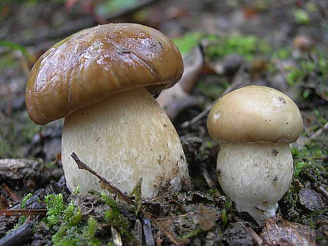 Le  meraviglie della foresta